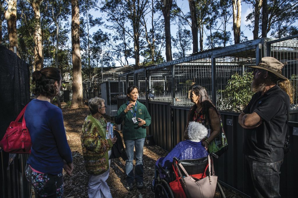 Volunteer running a guided tour of the Koala Hospital in Port Macquarie.